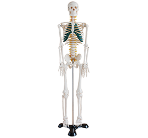 Detailed introduction of human skeleton structure of medical teaching model
